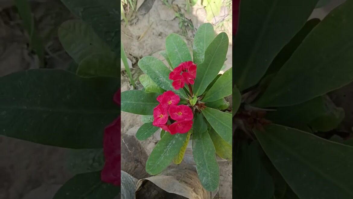 euphorbia milii plant #short #shorts