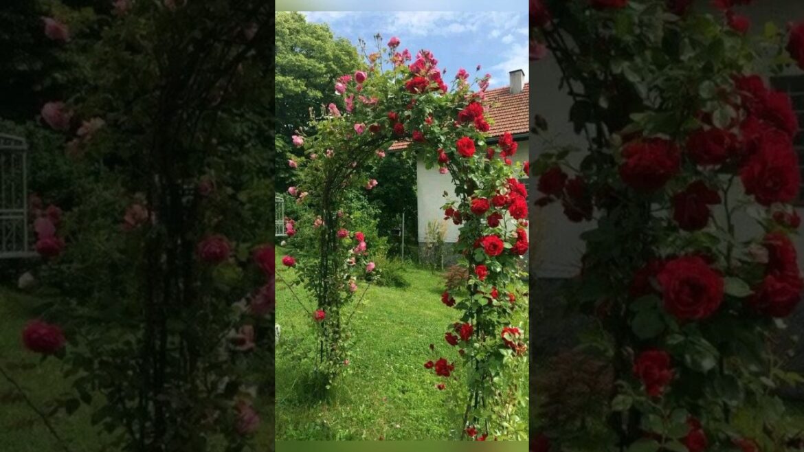 Garden ideas for home #garden