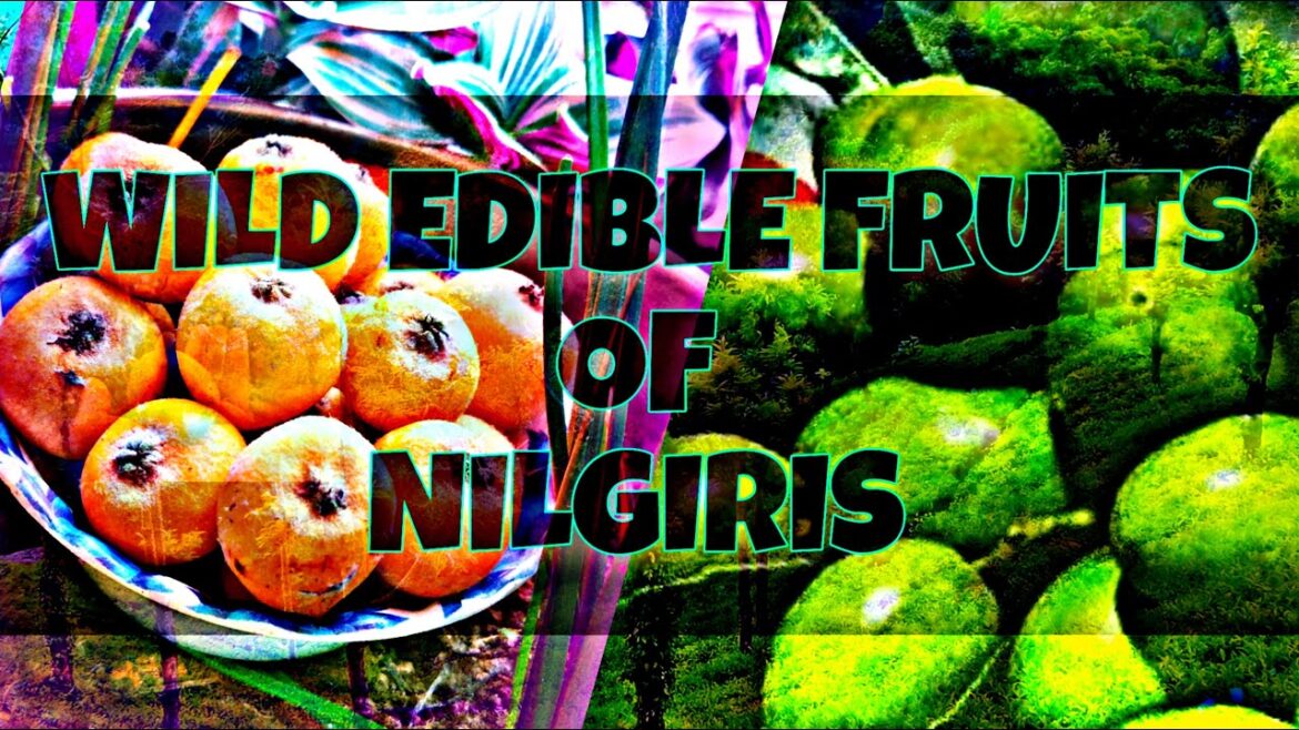 Wild Edible Fruits of Nilgiris