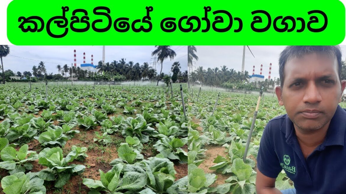 කල්පිටියේ ගෝවා වගාව | How Farmer’s Cultivate Cabbage in Kalpitiya | #Kalpitiya #vegetables #farmers කල්පිටියේ ගෝවා වගාව | How Farmer's Cultivate Cabbage in Kalpitiya | #Kalpitiya #vegetables #farmers