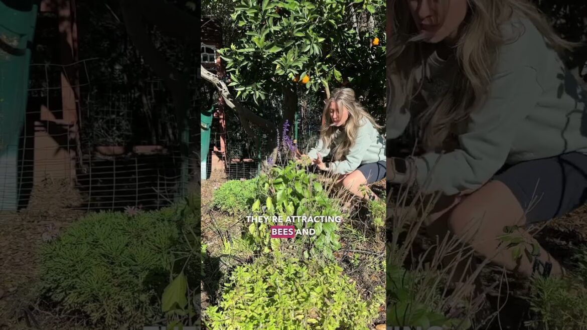 Salvia Plant - Zone 9B part 1