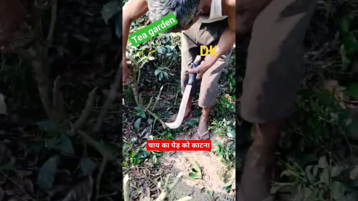 tea garden cutting | चाय का पेड़ को काटना | #agriculture #forest #trending #ytshorts tea garden cutting | चाय का पेड़ को काटना | #agriculture #forest #trending #ytshorts