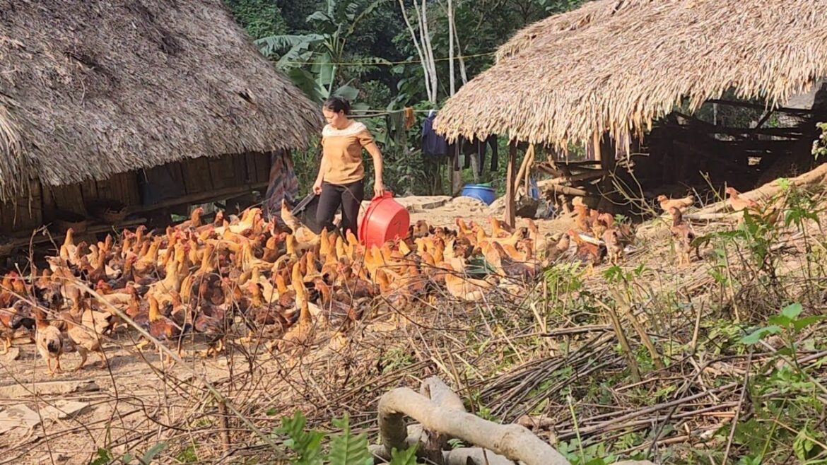 Taking care of pets – vegetable gardening. Taking care of pets - vegetable gardening.