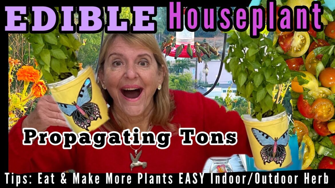 How to Grow Plant Cuttings, MUSHROOM Herb Grows as Houseplant, Garden ￼Vegetable Container Gardening