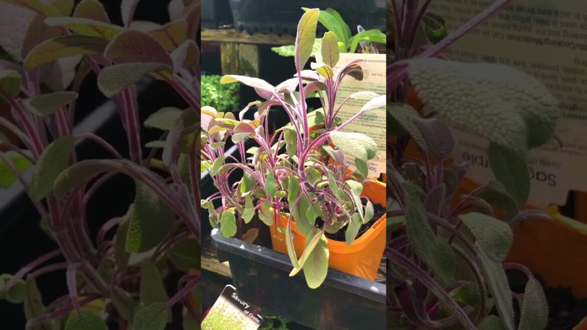 It's a sign for you to build a vegetable garden🥕🍅✨