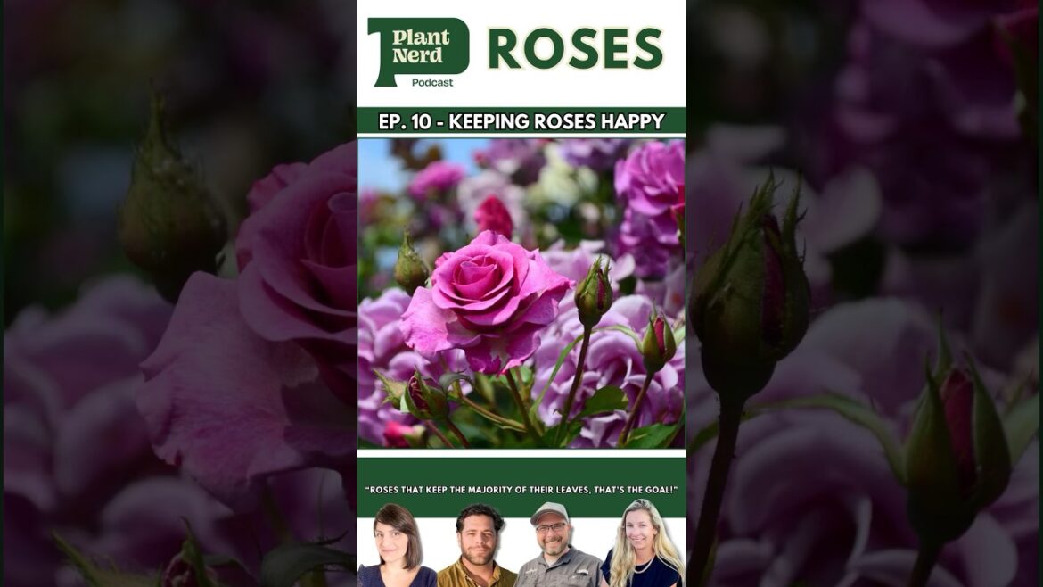 Keeping Roses Happy