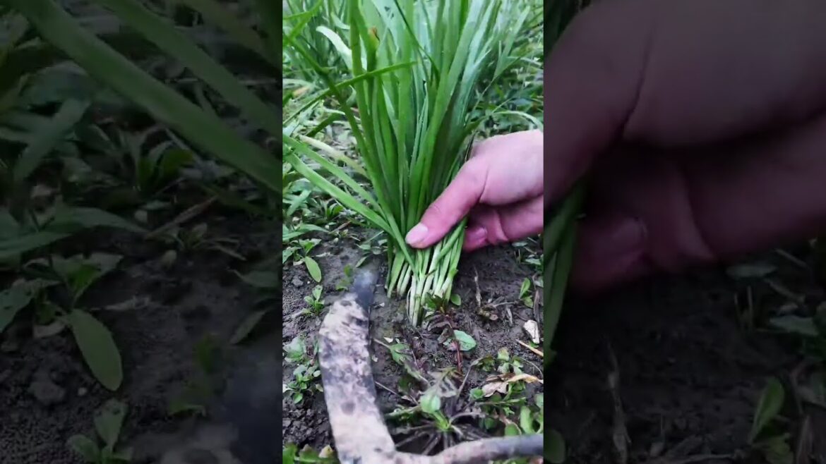 My  growing garden and vegetable   #shorts #garden #vegetable