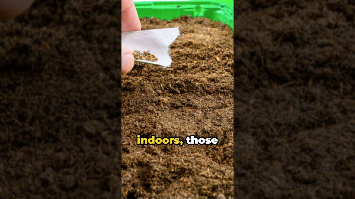 Top 5 January Gardening Tips!