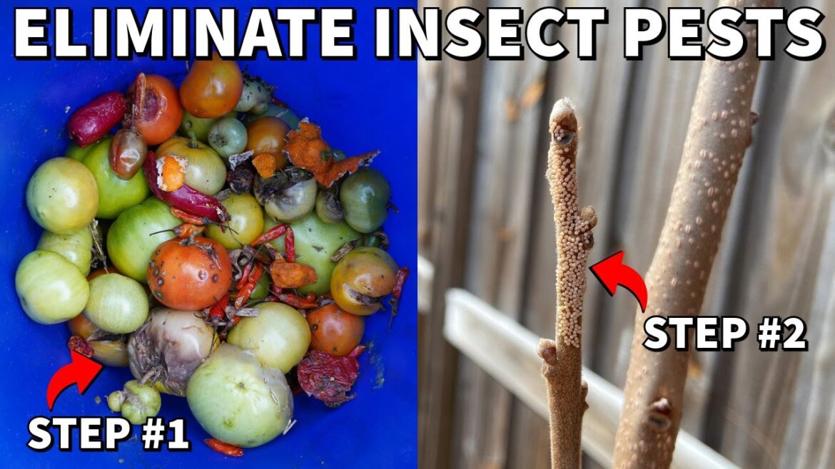 Do These 2 Things NOW To Prevent Most Garden Pests Next Year