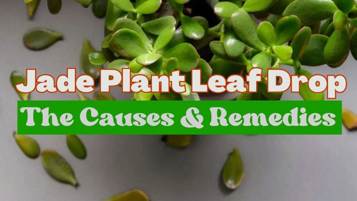Understanding the Causes and Remedies for Jade Plant Leaf Drop: Exploring 8 Key Factors