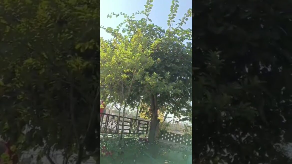 Beautiful Flowers Garden 🪴🌹||Flowers Garden Tips #shorts Beautiful Flowers Garden 🪴🌹||Flowers Garden Tips #shorts