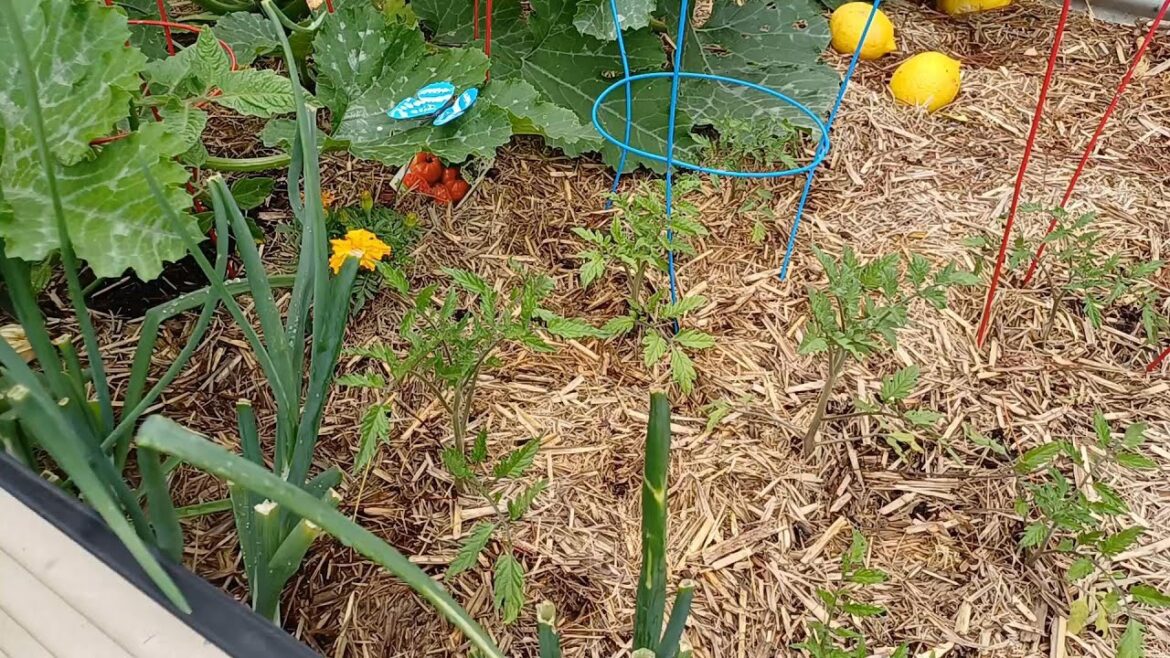 Then & Now Garden Beds #homegrown #gardening #veggiegarden #freshproduce #vegetables #fruits Then & Now Garden Beds #homegrown #gardening #veggiegarden #freshproduce #vegetables #fruits