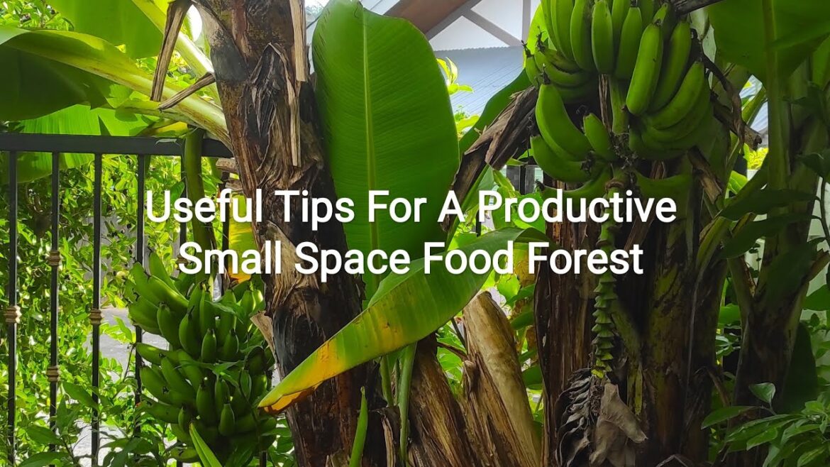 Small Space Food Forest Small Space Food Forest