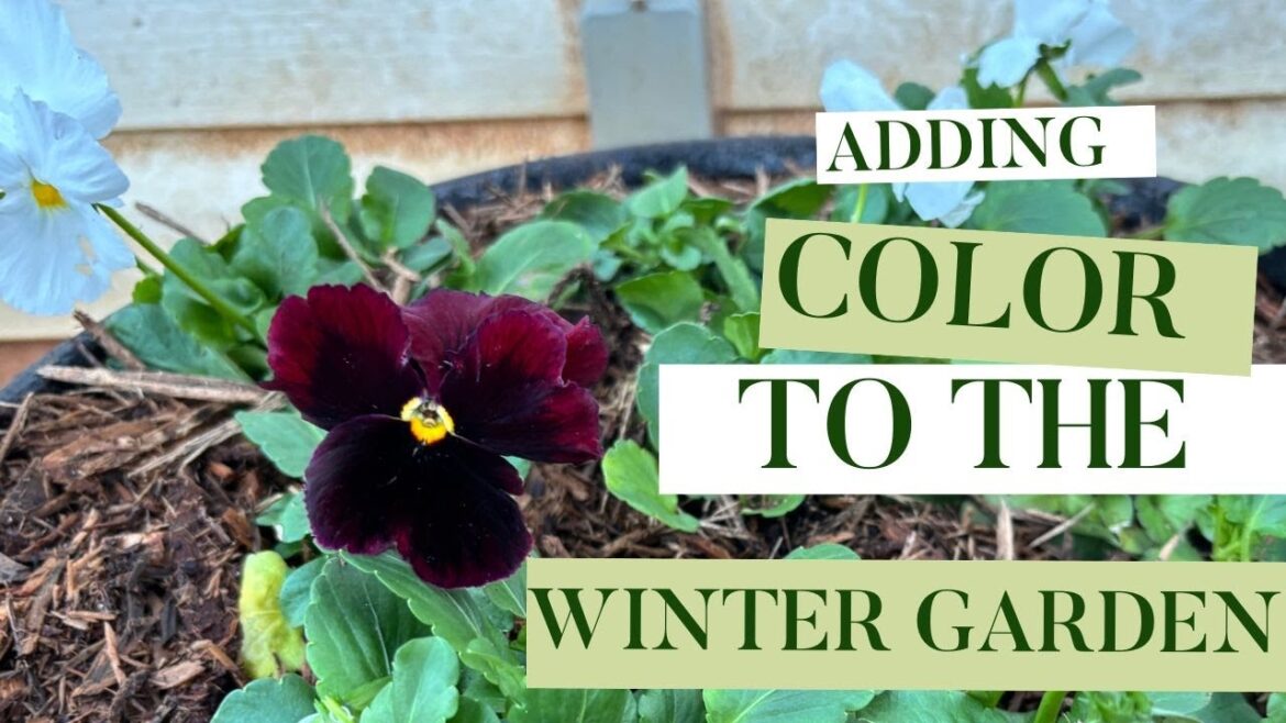 Winter Garden Makeover: Adding Color and Beauty #containergardening