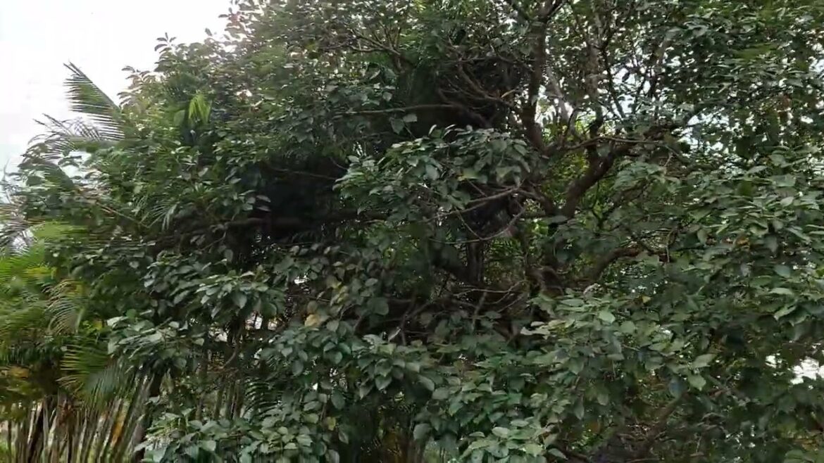 Sunlit Serenity: A Day Filled with Tranquil Moments