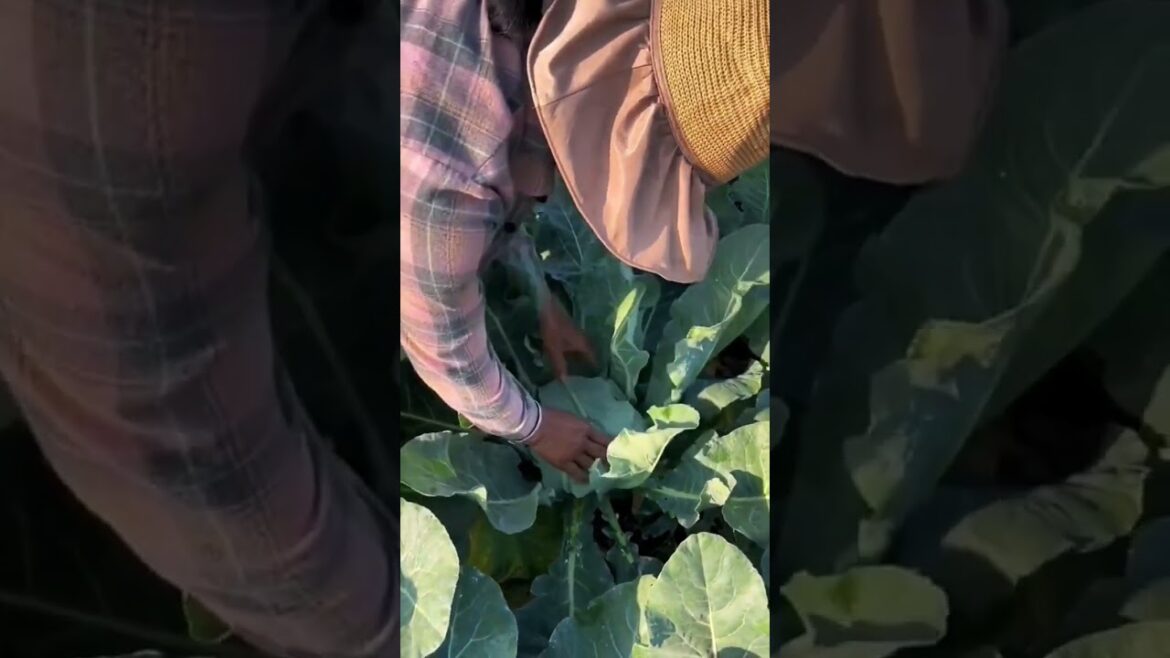 My life part of growing garden and vegetable #diygarden #vegetable