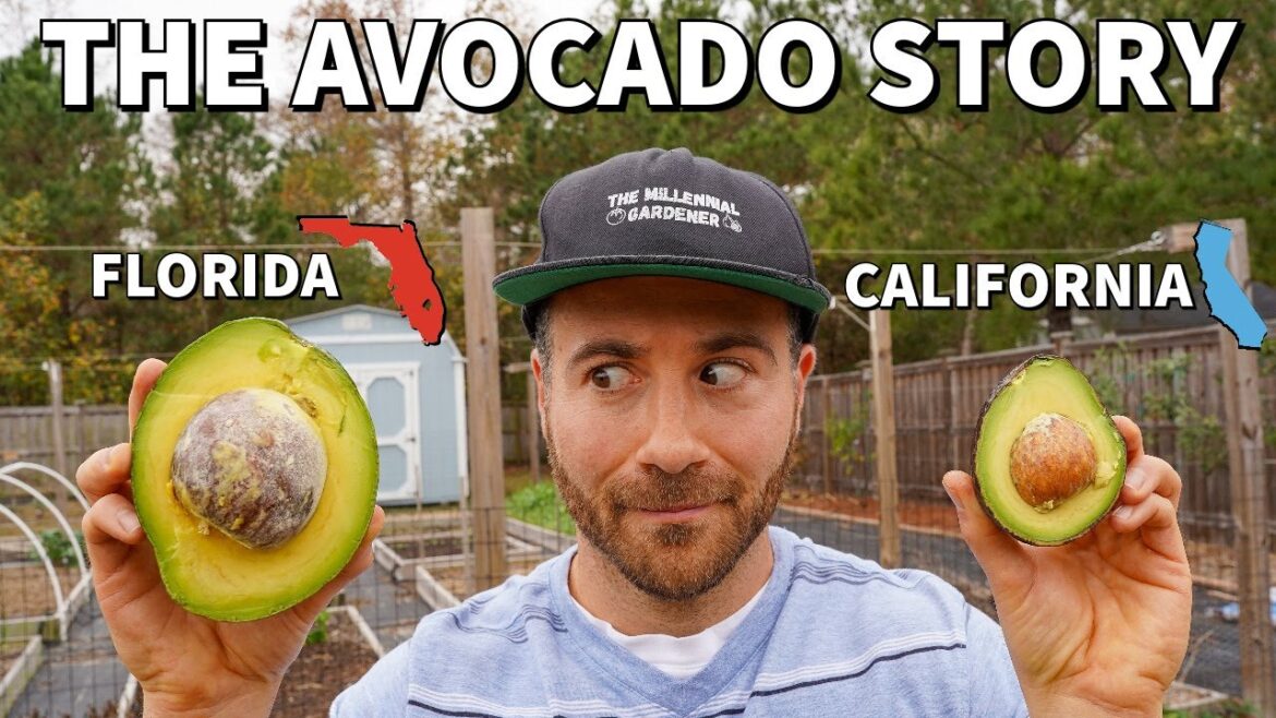 The Incredible TRUE STORY Of The American Avocado! The Incredible TRUE STORY Of The American Avocado!
