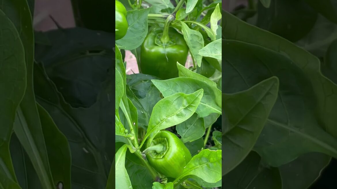Bell Peppers Backyard Garden Update #shorts
