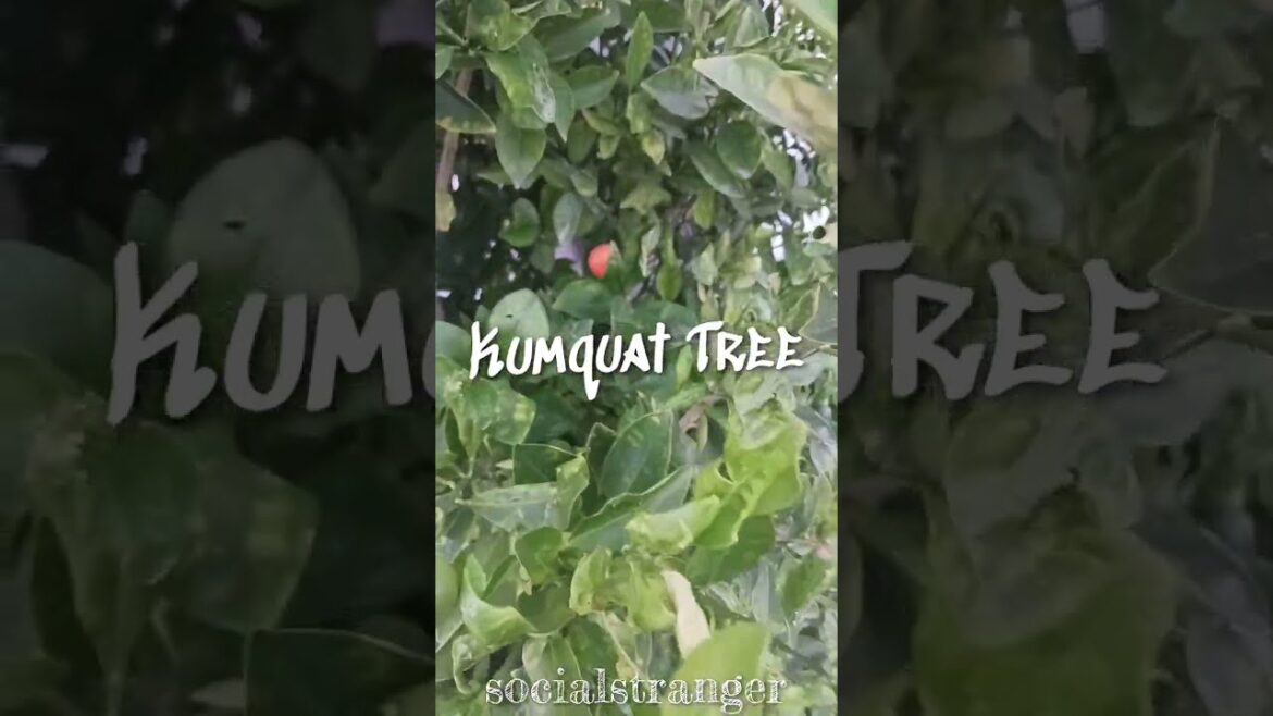 A Citrus Delight in Gardens and Kitchens #kumquat #nature #viralvideo A Citrus Delight in Gardens and Kitchens #kumquat #nature #viralvideo