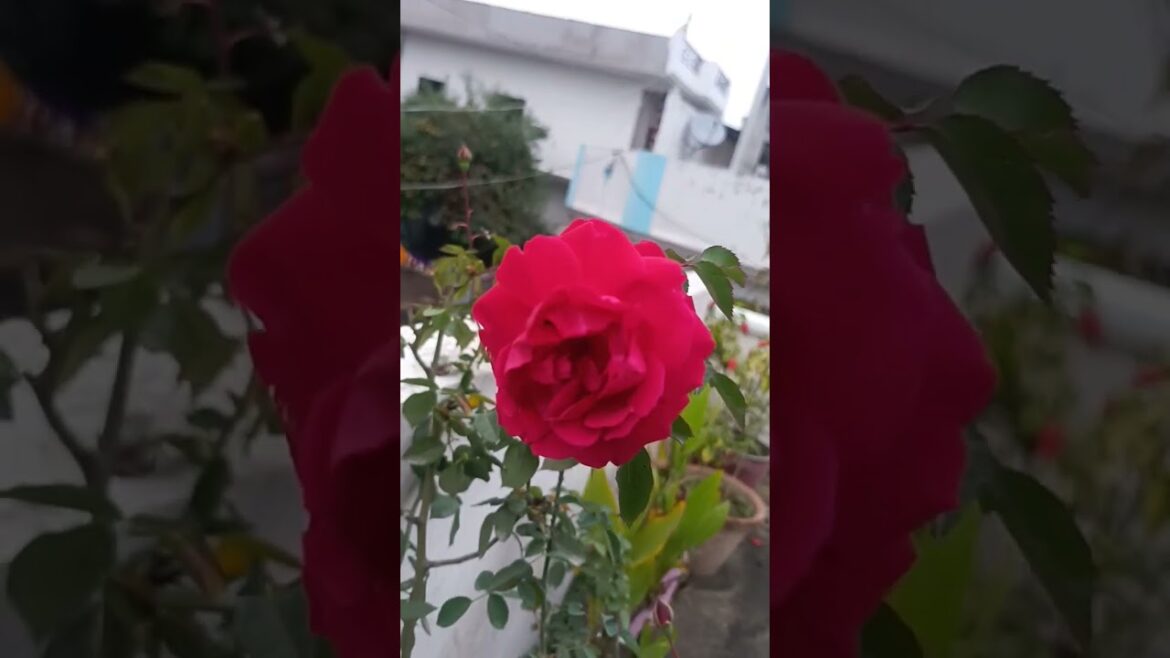 rose flower plant in a container on terrace garden #shortsvideo #youtubeshorts #viral