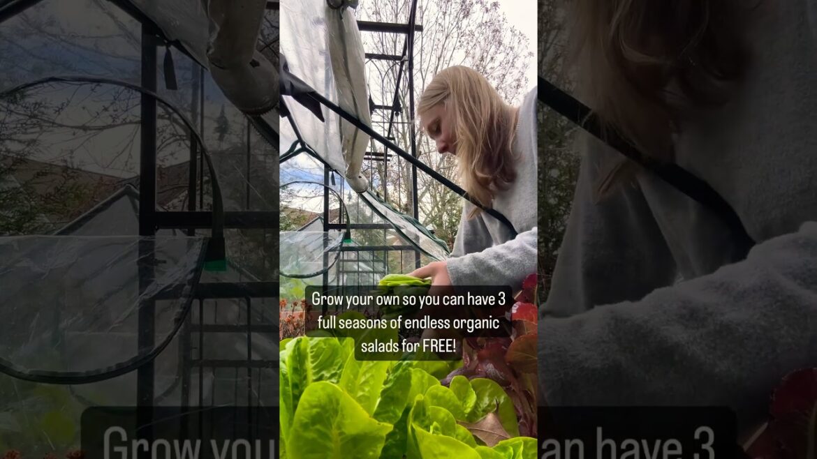 Home Gardening Motivation – NEVER Pay $10 For A Salad Again Home Gardening Motivation - NEVER Pay $10 For A Salad Again