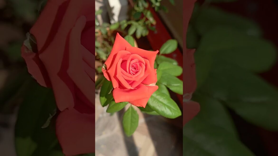 ๐น๐น#shortsfeed #ytshorts #like #viralvideo #beautiful #gardening#viral#rose ๐น๐น#shortsfeed #ytshorts #like #viralvideo #beautiful #gardening#viral#rose