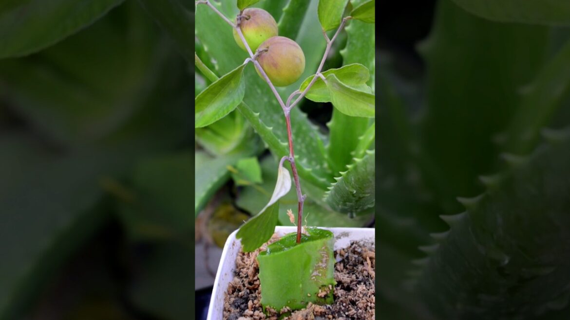100%Success Grafting #fruits #gardening #gardeningtips #shorts #satisfying