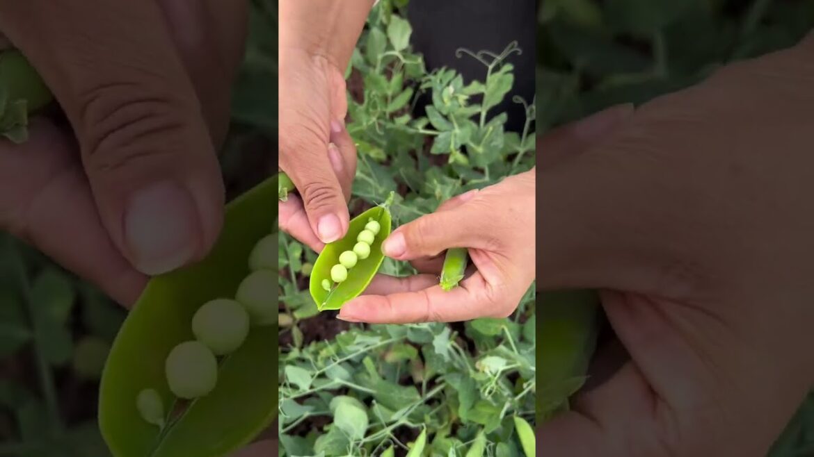 4 #viral #friut #foodvideos #trending #satisfying #friuts #shorts