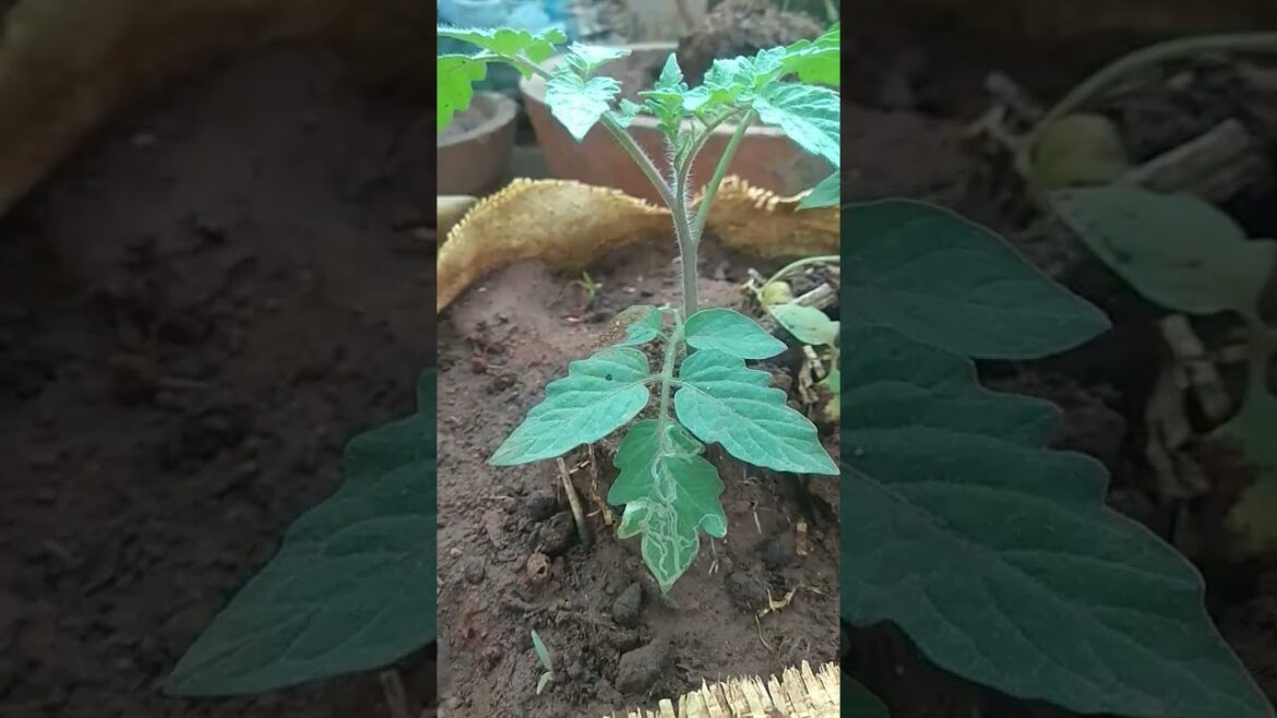 Tomato gardening #gardening #tips #tomato #follow #subscribe #organic #homemade #shortsvideo Tomato gardening #gardening #tips #tomato #follow #subscribe #organic #homemade #shortsvideo
