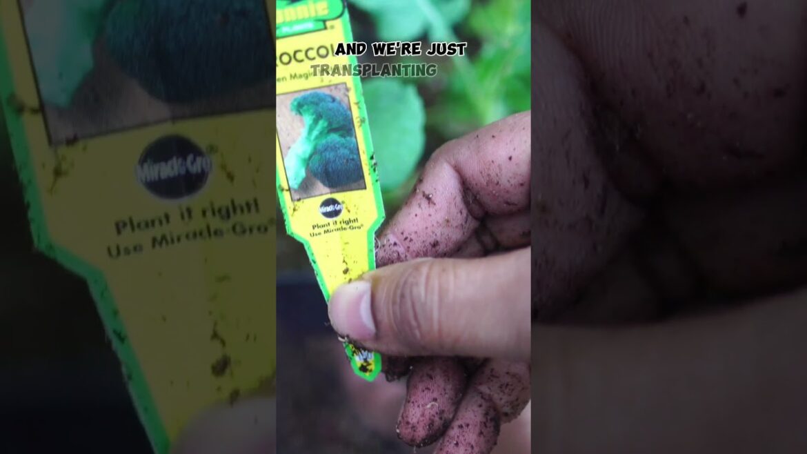 Grow Green Magic Broccoli: Easy Garden Tips! 🥦💚 #Shorts