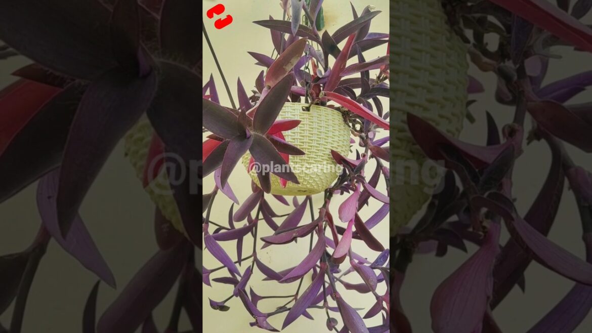 Tips For Plant Care | Best Hanging permanent plants – 2 | #viral #shorts #gardeningtips #shortvideo Tips For Plant Care | Best Hanging permanent plants - 2 | #viral #shorts #gardeningtips #shortvideo