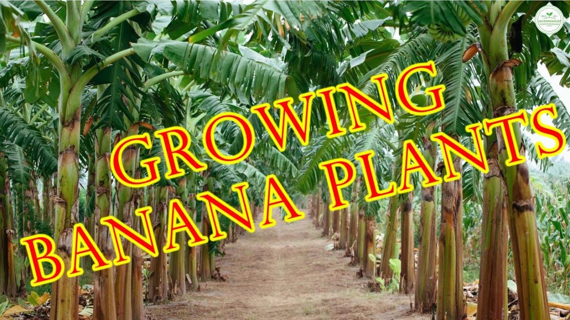 Growing Banana plants : from planting to harvest