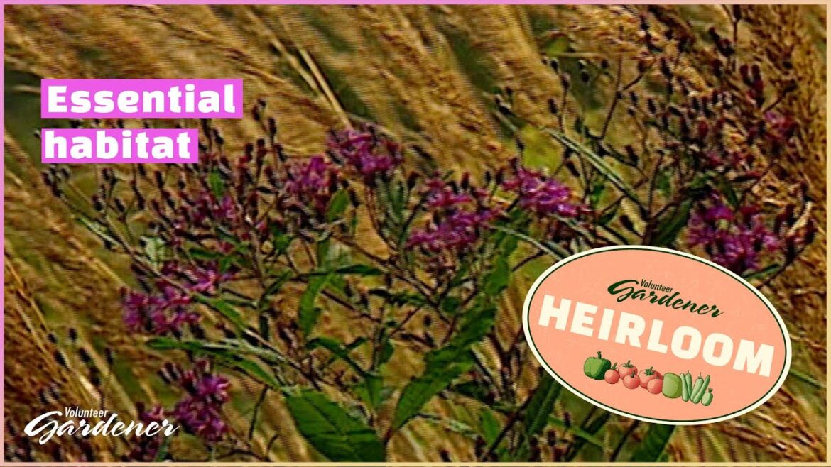 Assets of a Native Prairie | Volunteer Gardener