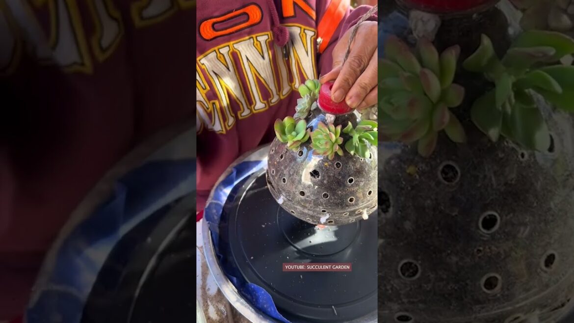 Simple Succulent Tips #plantcare #viral #village #GreenMessenger #diy #plants #garden #plants #green