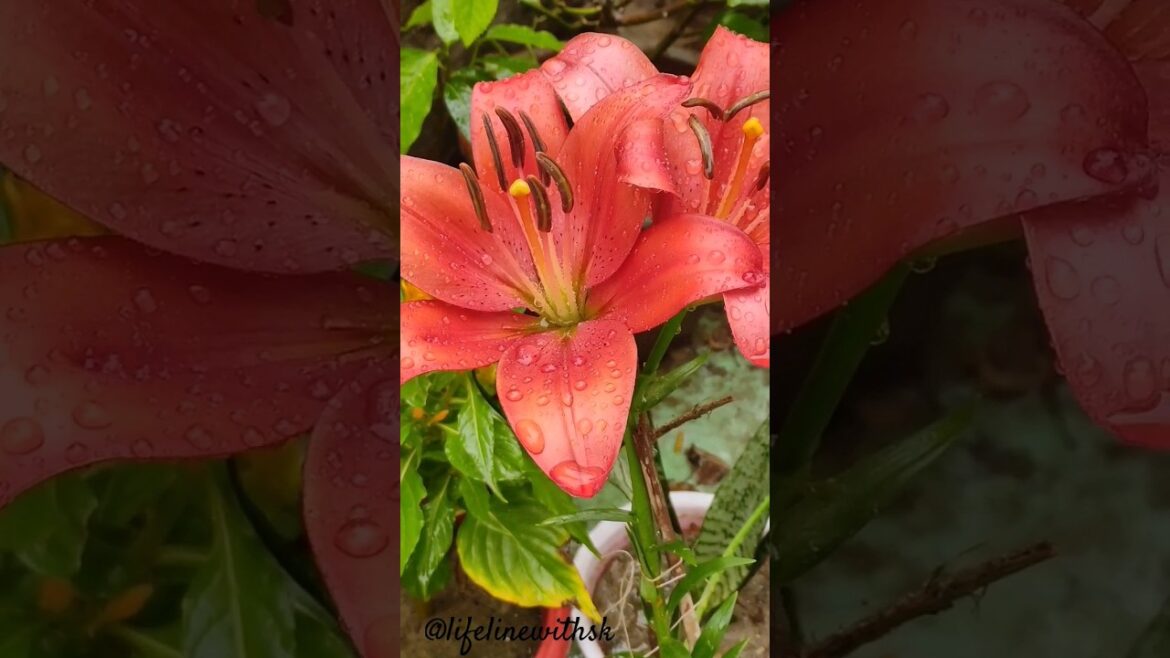 Lily wood lily #flowers #shorts #youtubeshorts #video #viral #funny #youtubeshorts #garden #trending
