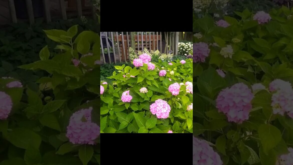 Garden Tips: ORIGINAL ENDLESS SUMMER HYDRANGEA! GREAT!!!