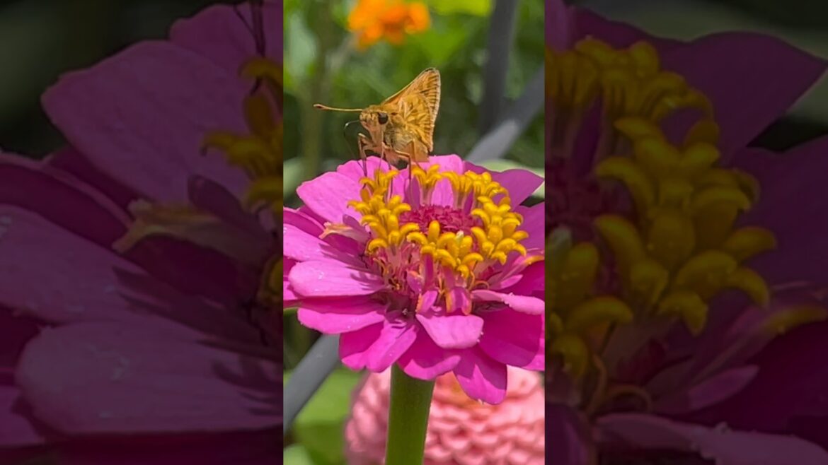 Zinnias & Moths Backyard Garden Update #shorts
