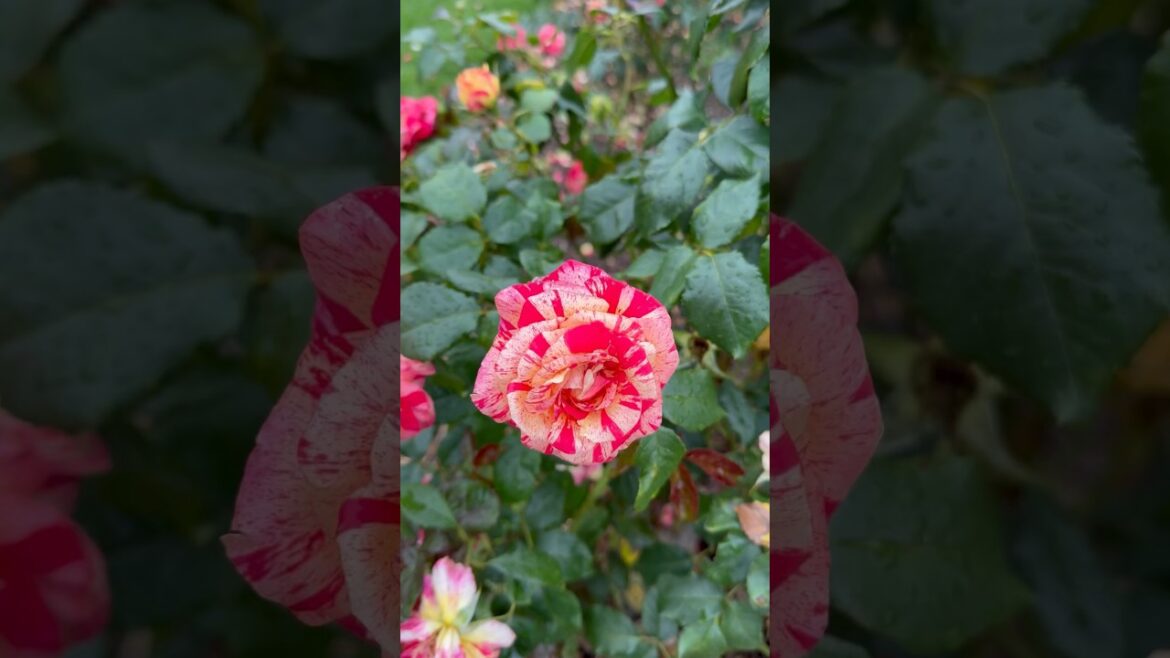 Shaded rose garden 🥀🍃🥀#rose #garden #trending #trend #viral #yt #youtubeshorts #youtube #nature