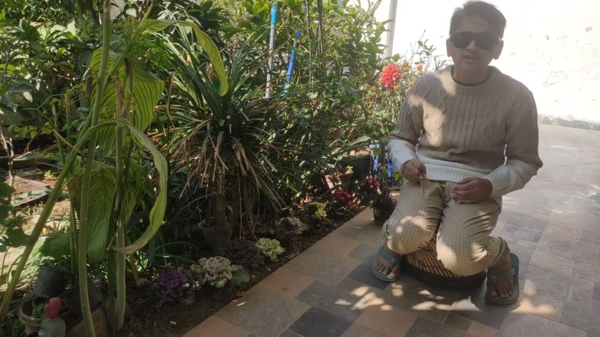 Ornamental Kale. Learn facets of growing Kale in urban organic garden space resource constrain Ornamental Kale. Learn facets of growing Kale in urban organic garden space resource constrain