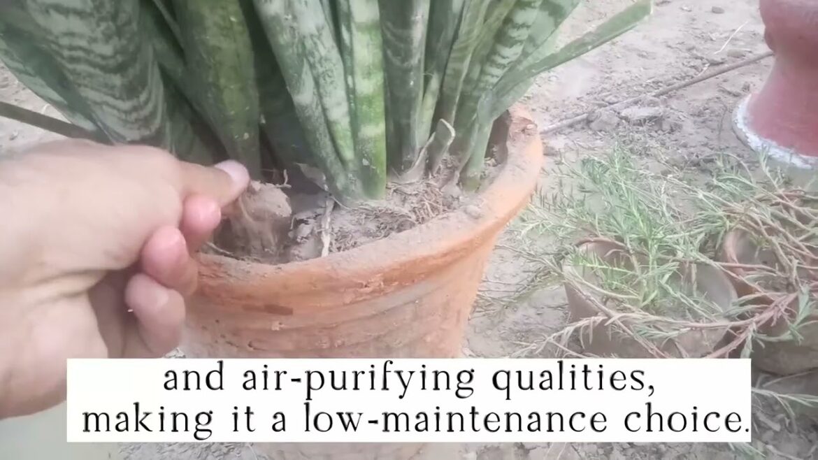 Snake Plant Care and Tips| Gardening Tips for beginners | गार्डनिंग की शुरुआत किस पौधे से करें Snake Plant Care and Tips| Gardening Tips for beginners | गार्डनिंग की शुरुआत किस पौधे से करें