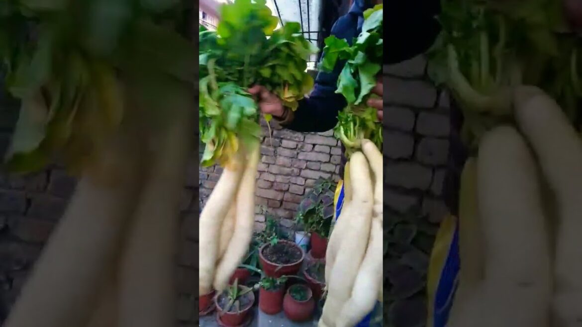 pokhare gaau ko mula 🌲#shorts #shortsvideo #youtubeshorts #vegetable #grjungalivlogs
