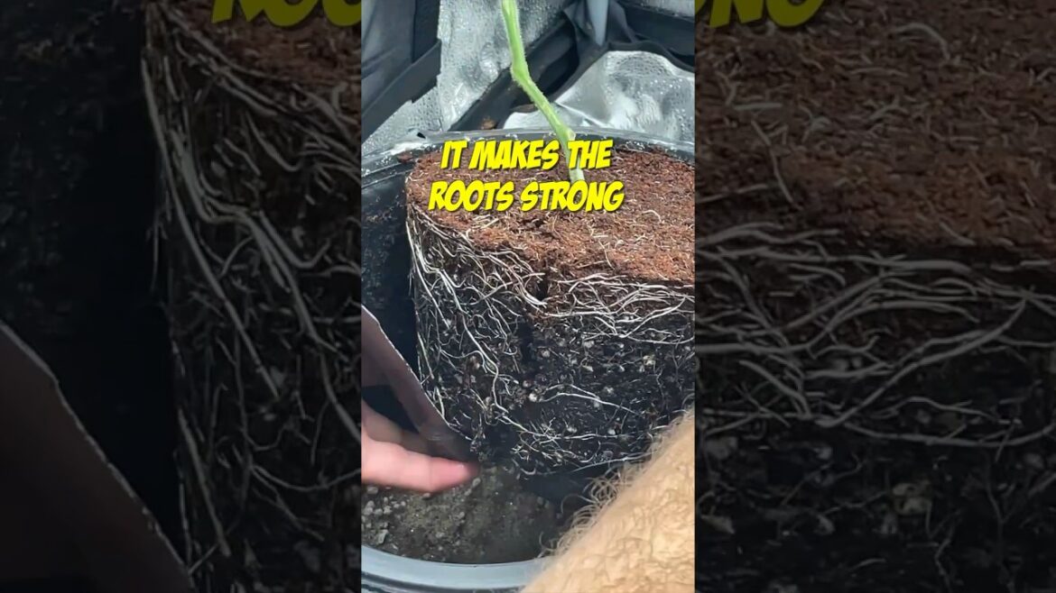 The secret to growing STRONG roots ππͺ#gardening #urbangardening The secret to growing STRONG roots ππͺ#gardening #urbangardening