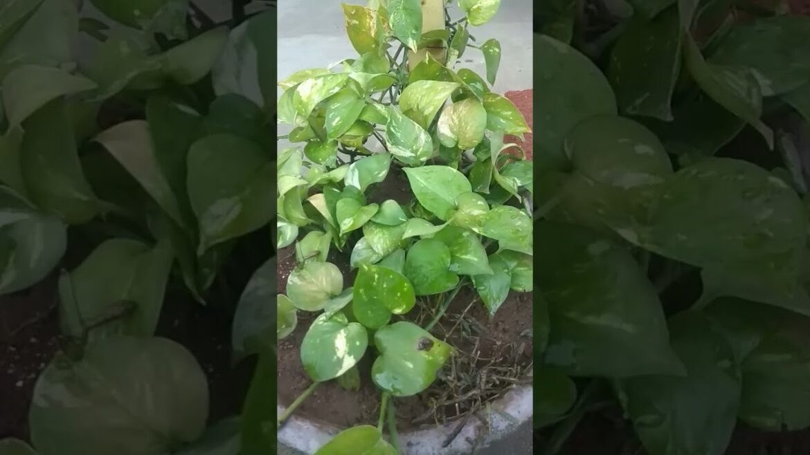 Money plant gardening #gardening #tips #follow #shorts #moneyplant #subscribe #organic #homemade