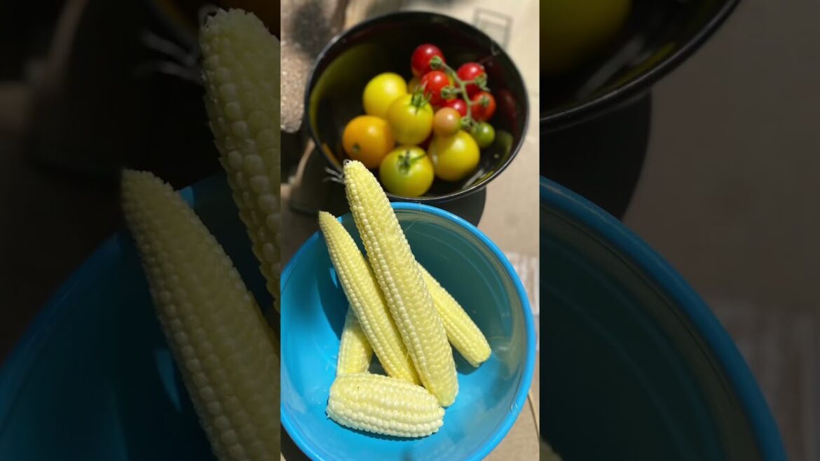 🌽🍉 #Gardening #epic gardening #Zone5 garden update