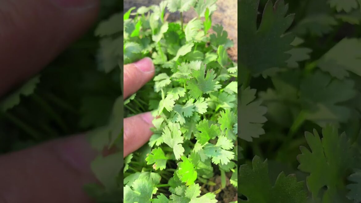 Coriander In container #shorts