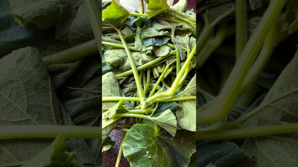 My vegetable garden Pumpkin leaves  🥬🌶️#vegetable #pumpkin #leaves #youtubeshorts