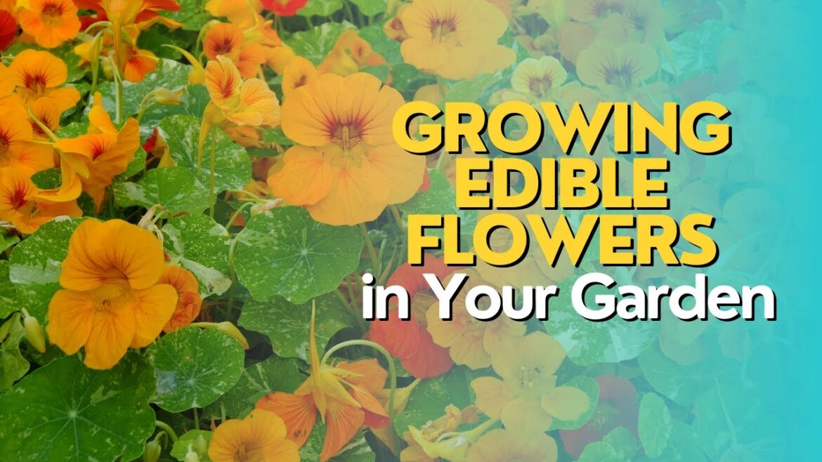 Growing Edible Flowers in Your Garden Growing Edible Flowers in Your Garden