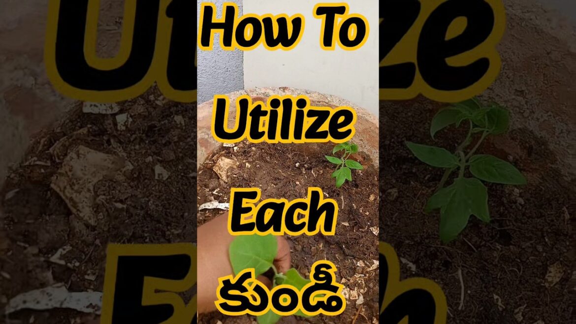Container Garden#organic#gardening#plant @anusha bellam#shorts#grow #farming#ytshorts#viralshort 🌿😘