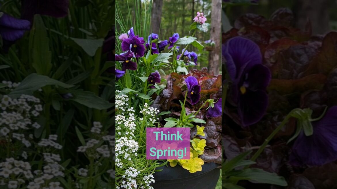 Ornamental Edible Garden 🌺🌿 #flowerpower #containergardening #ediblegarden #shorts