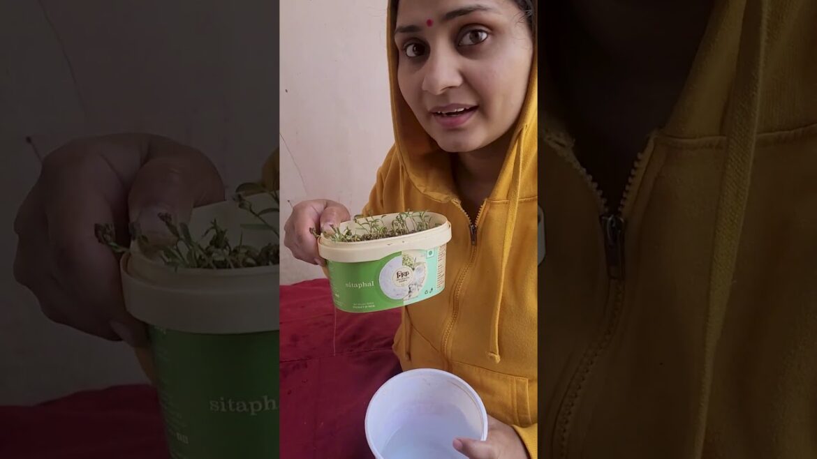 Day 150 aaj maine kaafi din baad  apne methi palak ka haal chaal pucha #gardening #minivlog #shorts